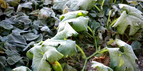 Zo bescherm je je planten tegen de vorst