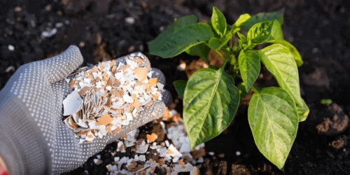 Kalk strooien in de tuin: dit moet je weten voor een gezonde bodem