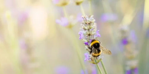 Vergroot de biodiversiteit in je tuin